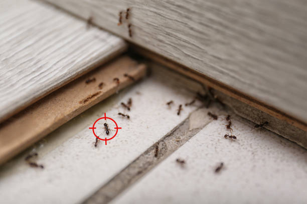 Spider Control Near Me in Jefferson Hills, PA